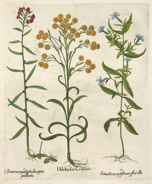 Lot 215, Auction  101, Gelb blühende Strohblume (Besler), Helichryson Creticum