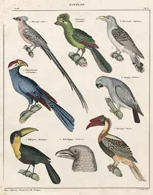 Lot 786, Auction  101, Oken, Ludwig, Abbildungen zu Oken's Naturgeschichte