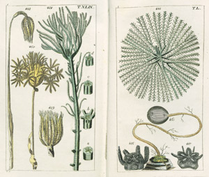 Lot 796, Auction  101, Wilhelm, Gottlieb Tobias, Unterhaltungen aus der Naturgeschichte. Der Würmer  1+2