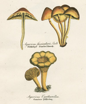 Lot 509, Auction  102, Dietrich, David, Forstflora. Zweite ganz umgearbeitete Auflage.  Nur Teil I mit 156 Tafeln