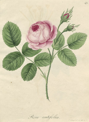 Lot 536, Auction  102, Schlechtendal, Diederich Franz L. von, Abbildung und Beschreibung Pharmacopoea Borussica  - Tafelband