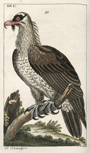 Lot 543, Auction  102, Wilhelm, Gottlieb Tobias, Unterhaltungen aus der Naturgeschichte Vögel