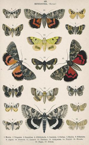 Lot 407, Auction  103, Hofmann, Ernst, Die Gross-Schmetterlinge Europas, 1887