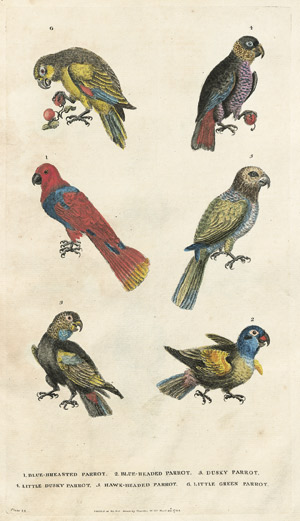 Lot 416, Auction  103, Martyn, William Frederic, A New Dictionary of Natural History. Vol. I (von 2)