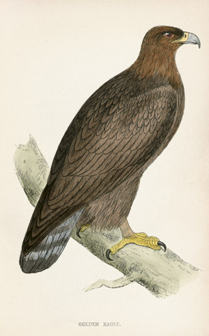 Lot 420, Auction  103, Morris, Francis Orpen, A history of british birds