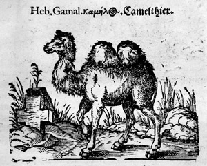 Lot 426, Auction  103, Plinius Secundus, Caius, Bücher und Schrifften