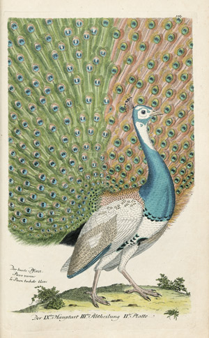 Lot 486, Auction  104, Frisch, Johann Leonhard, Vorstellung der Vögel in Deutschland