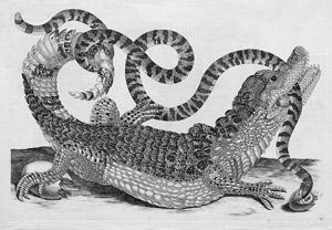 Lot 570, Auction  105, Merian, Maria Sibylla, Cayman. Krokodil im Kampf mit einer Schlange.