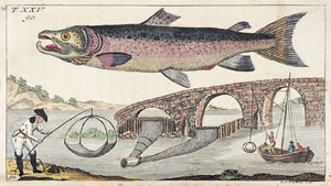 Lot 578, Auction  105, Wilhelm, Gottlieb Tobias, Unterhaltungen aus der Naturgeschichte. Der Fische Zweyter Theil. 
