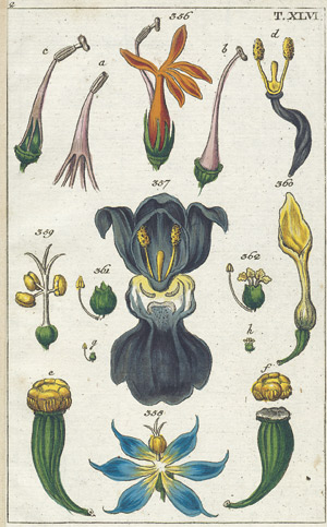 Lot 579, Auction  105, Wilhelm, Gottlieb Tobias, Unterhaltungen aus der Naturgeschichte. Pflanzenreich, Teil II