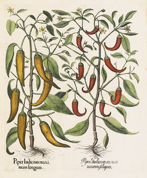 Lot 357, Auction  107, Besler, Basilius, Piper Indicum. Koloriert