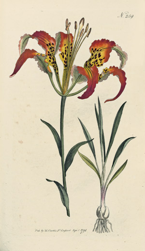 Lot 362, Auction  107, Curtis, William, Botanical Magazine