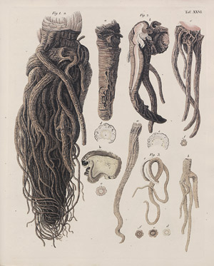 Lot 365, Auction  107, Goebel, Karl Christian Traugott Friedemann,  Pharmaceutische Waarenkunde