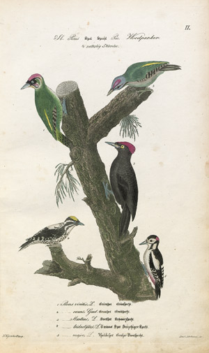 Lot 389, Auction  110, Kjaerbölling, Nils, Ornithologia Danica. 