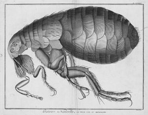 Lot 395, Auction  110, Martinet, François-Nicolas, La puce und Le pou vu au microscope. 