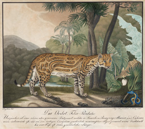 Lot 6629, Auction  110, Zötl, Aloys, Das Ocelot. Felis Pardalis.