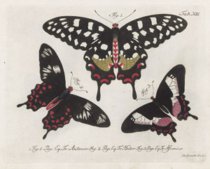 Los 241 - Jablonsky, Carl Gustav - Natursystem aller bekannten in- und auslaendischen Insekten - 0 - thumb