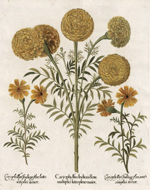 Lot 265, Auction  113, Besler, Basilius, Caryophyllus Indicus flore multiplici 