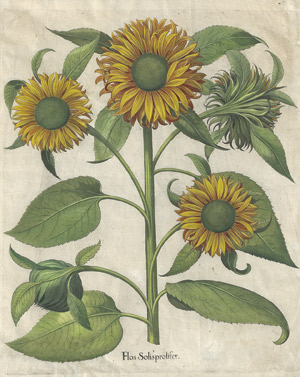 Lot 267, Auction  113, Besler, Basilius, Flos solis prolifer