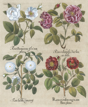 Lot 274, Auction  113, Besler, Basilius, Rosa ex rubro nigricans 