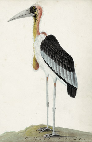 Lot 6352, Auction  113, Englisch, 18. Jh. The Adjutant from the East Indies