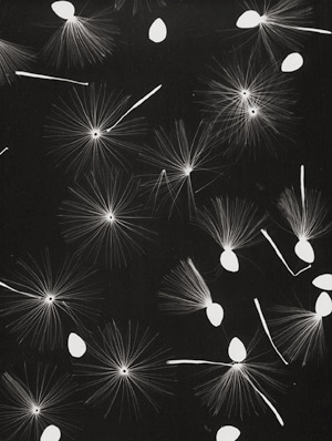 Lot 4253, Auction  114, Landauer, Lou, Seedlings