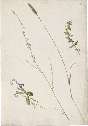 Lot 6334, Auction  114, Blaschek, Franz, Studienblatt mit Vergissmeinicht, Wiesenblumen und Grashalm