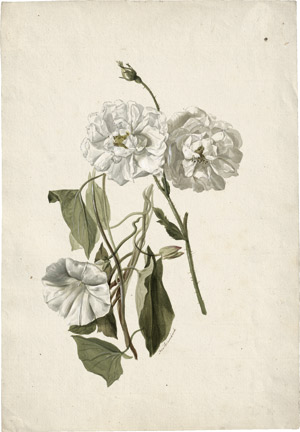 Lot 6342, Auction  114, Blaschek, Franz, Weiße Teerosen und Ackerwinde