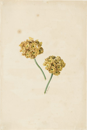 Lot 6347, Auction  114, Blaschek, Franz, Studienblatt mit zwei Schlüsselblumen