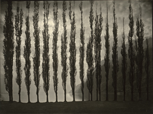 Lot 4299, Auction  116, Steiner, Albert, Poplar trees with evening sky