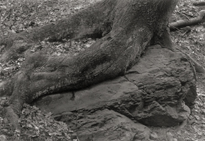 Lot 4511, Auction  116, Görlich, Ulrich, Untitled (Trees in Berlin and the Harz Mountains)