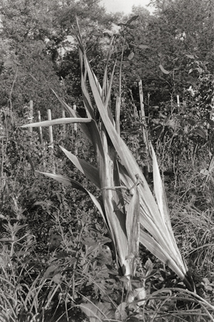 Lot 4567, Auction  116, Gossage, John, From the series "Gardens"