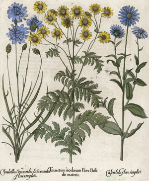 Lot 256, Auction  117, Besler, Basilius, Tanacetum inodorum