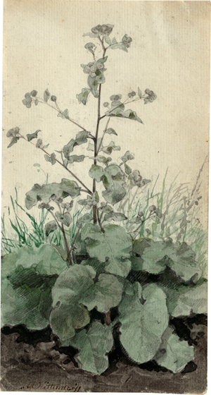 Lot 6784, Auction  118, Kittendorf, Johan Adolph, Studie einer großen Klette (Arctium lappa)