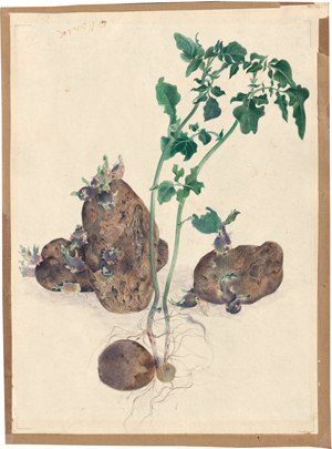 Lot 6405, Auction  119, Deutsch, 19. Jh. Keimende Kartoffeln