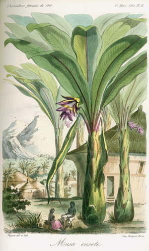 Lot 466, Auction  120, Hérincq, François, L' Horticulteur français