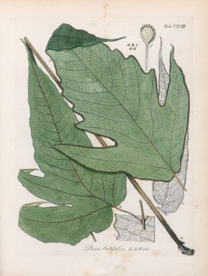 Lot 264, Auction  121, Kunze, Gustav, Die Farrnkräuter in kolorierten Abbildungen