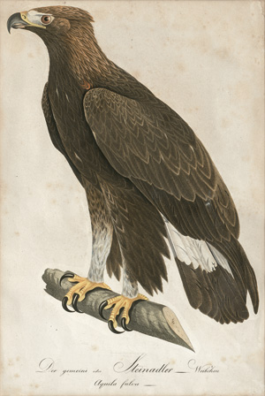 Lot 270, Auction  121, Susemihl, Johann Theodor und Susemihl, Johann Conrad, Sammlung von 35 Vogeldarstellungen