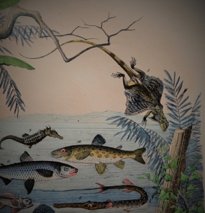 Lot 2218, Auction  121, Kolb, C. F. A., Naturgeschichte der Amphibien und Fische. Ein Anschauungs-Unterricht für Schule und Haus