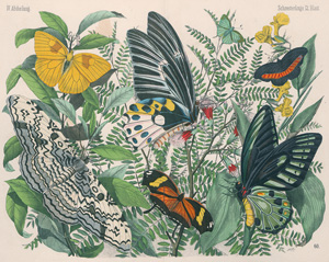 Lot 2219, Auction  121, Kolb, C. F. A., Naturgeschichte der Insekten, Spinnenthiere, Krustenthiere, Würmer, Weichthiere, Strahlthiere, Polypen, Aufgußthieren