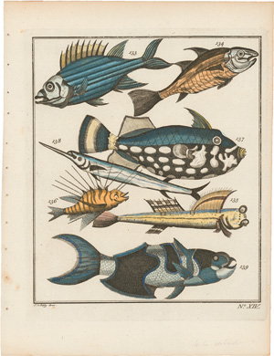 Lot 2858, Auction  121, Schley, Jacob van der, Fischarten