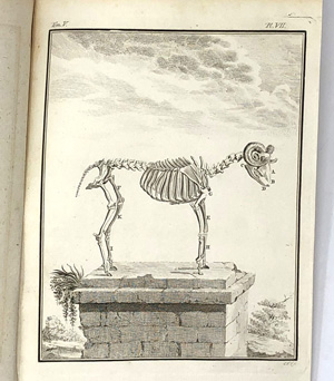 Lot 375, Auction  122, Buffon, G. L. L. de, Histoire naturelle