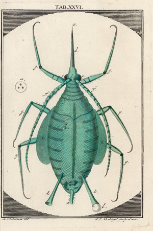 Lot 386, Auction  122, Ledermüller, Martin Frobenius, Mikroskopische Gemüths- und Augen-Ergötzung