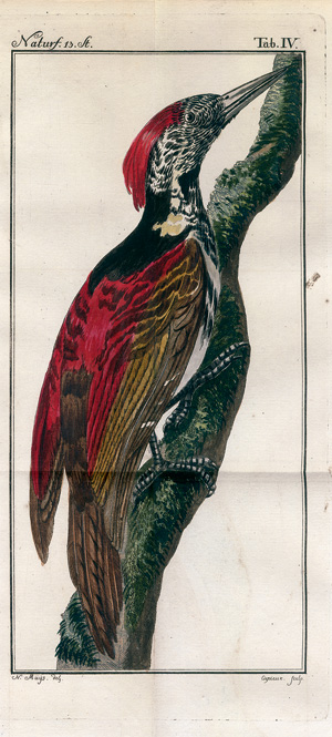 Lot 388, Auction  122, Naturforscher, Der, 11.- 14. Stück (von 30)