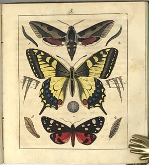 Lot 392, Auction  122, Rockstroh, Heinrich, Anweisung, wie Schmetterlinge gefangen 