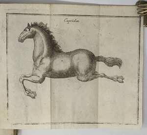 Lot 402, Auction  122, Berga, Wolfgang Ernst von, Neue Reit-Kunst