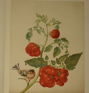 Lot 1139, Auction  122, Merian, Maria Sibylla, Leningrader Aquarelle