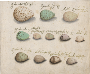 Lot 6678, Auction  122, Deutsch, 18. Jh. Studienblätter mit Vogeleiern