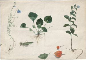 Lot 6727, Auction  122, Deutsch, 1. H. 19. Jh. Studienblatt mit Glockenblume, Veilchen, Pfefferminze und Physalis