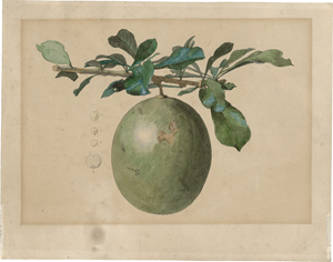 Lot 6782, Auction  122, Deutsch, 1859. Die Frucht des in Südamerika beheimateten Kalebassenbaumes (Crescentia cujete)
